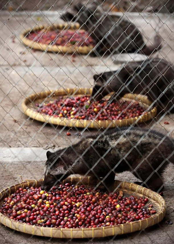 Кофейные плоды раскладывают на подносах для того, чтобы их съели циветты. (Ulet Ifansasti/Getty Images)