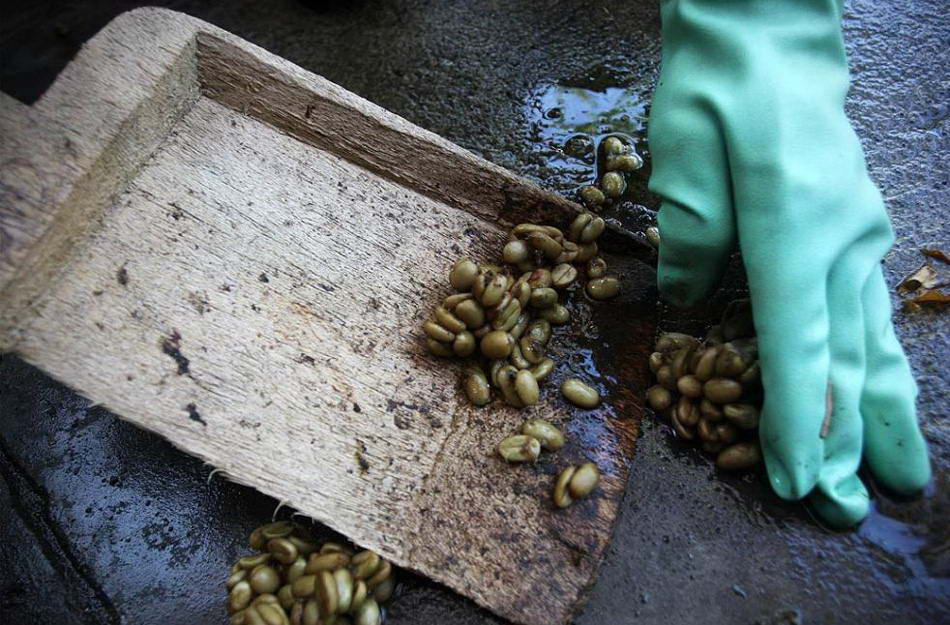 Работники собирают кофейные бобы, уже готовые к окончательной промывке и сушке. (Ulet Ifansasti/Getty Images)