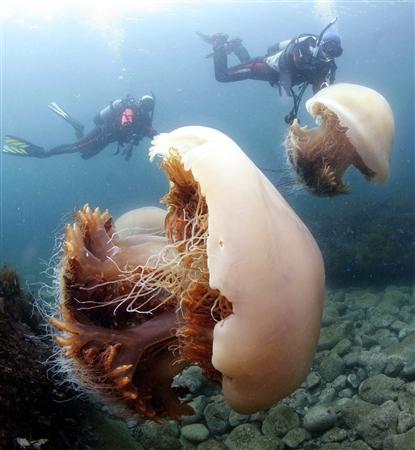 Медуза вида Nemopilema nomurai.