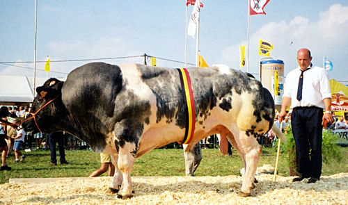 Гигантские Бельгийские коровы-монстры