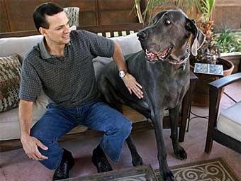 Голубой дог по кличке Джордж - самая большая собака в мире