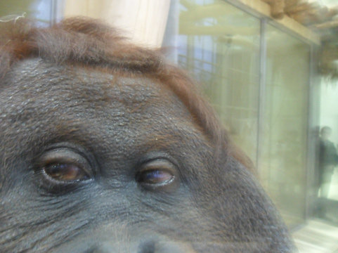 Самка орангутанга Нони из венского зоопарка делает снимки,