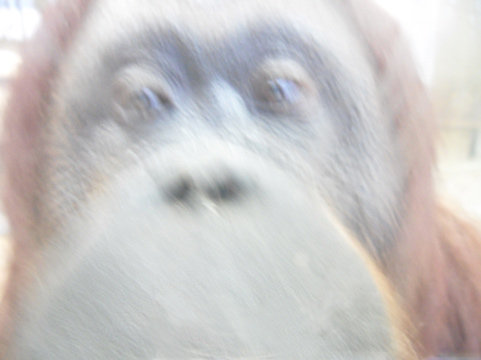 Самка орангутанга Нони из венского зоопарка делает снимки,