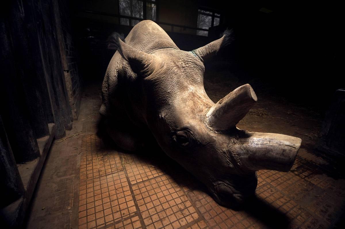 Белый носорог возвращается в Кению