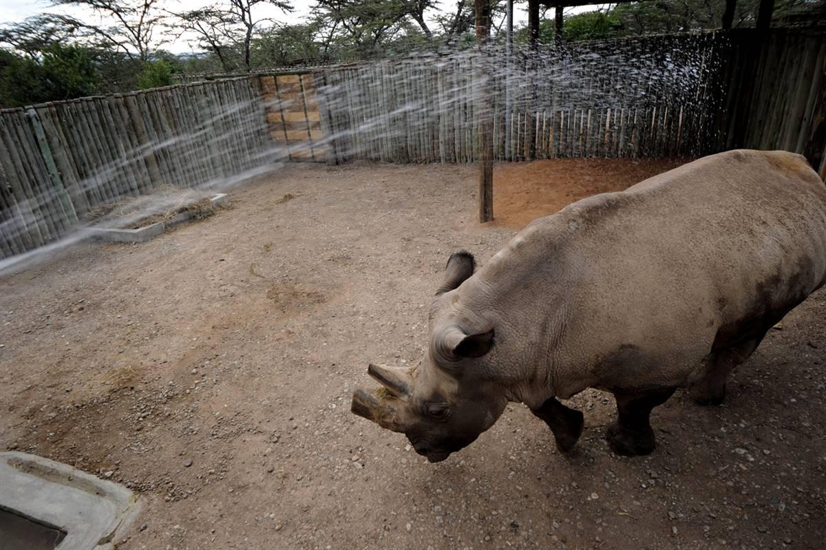 Белый носорог возвращается в Кению