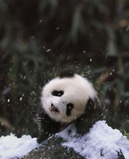Мишки Панды зимой