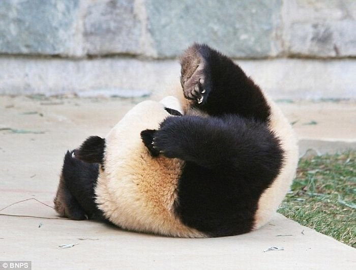 Смешная Панда