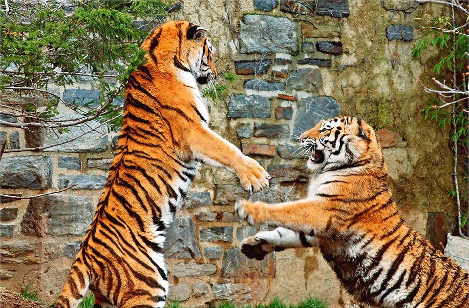 Тигр живу 2. Популяция Амурского тигра. 4. Амурский тигр (Panthera Tigris). Образ жизни Амурского тигра. Образ жизни тигрица.