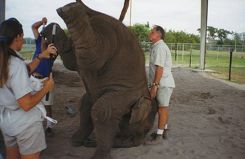 Слоненка учат стоять на голове.