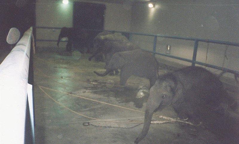 Отняв слонят от матерей, работники цирка привязывают их за все четыре лапы к бетонному полу. Слонятам не разрешают играть на свежем воздухе. Сидеть на привязи для молодого и любознательного слоненка столько времени (до 23 часов в сутки) просто невыносимо и опасно.