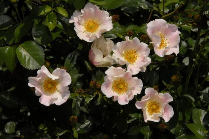 Сад роз Пегги Рокфеллер
