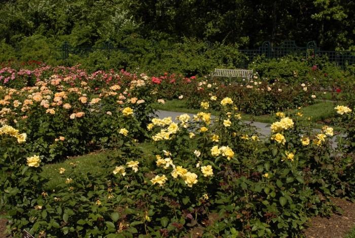 Сад роз Пегги Рокфеллер