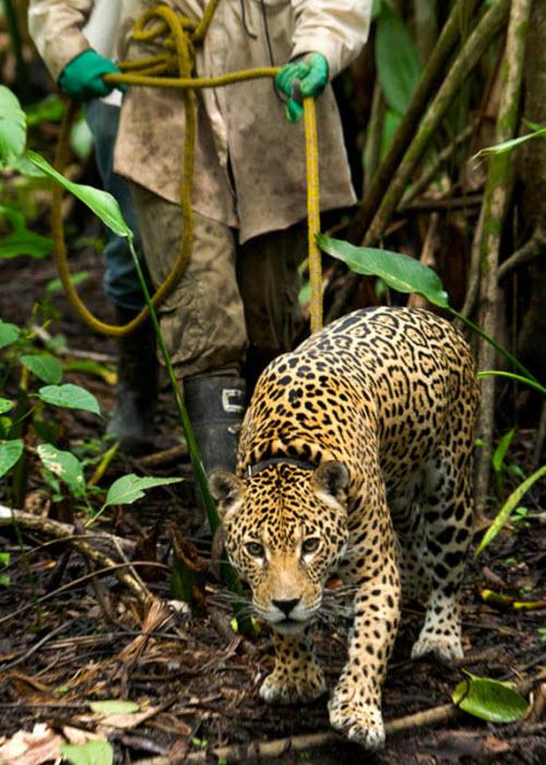 В глубине джунглей Боливии служащий организации по сохранению диких животных идет по лесу с диким ягуаром.