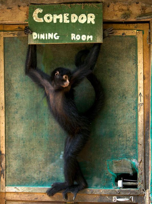 Паукообразная обезьяна Мороча держит табличку у двери в столовую.