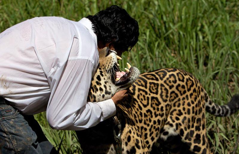 Основанный Хуаном Карлосом Антезаной (на фото с ягуаром) в 1996 году, центр спасения животных начинал как заповедник для обезьян в 37 гектаров.
