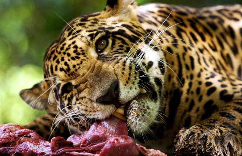Ягуар ест сырое мясо в заповеднике Амбуе Ари