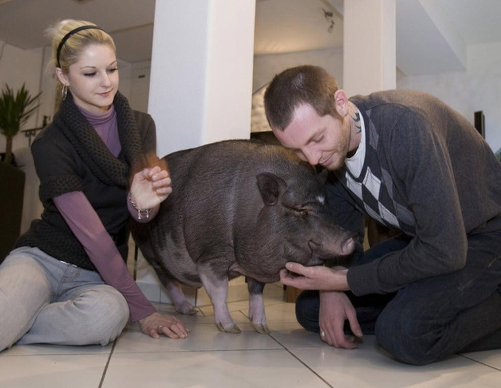 Николь Хехлер и Марко Лоренц гладят Бифи – одну из своих двух домашних свиней