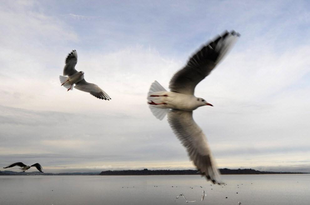 Чайки летят над озером Хием в Германии