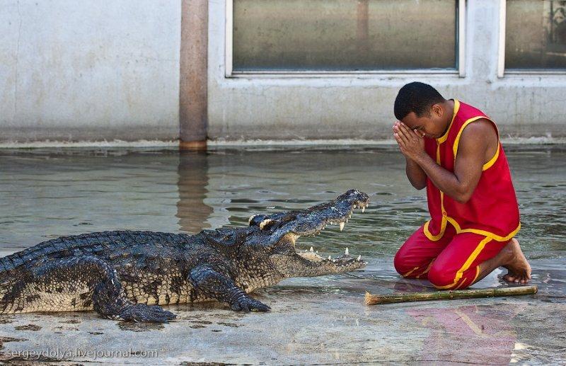 Смелые ребята, рискуя жизнью, устраивают уникальное шоу крокодилов.