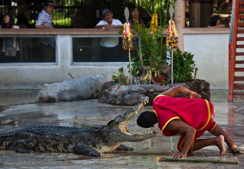 Смелые ребята, рискуя жизнью, устраивают уникальное шоу крокодилов.