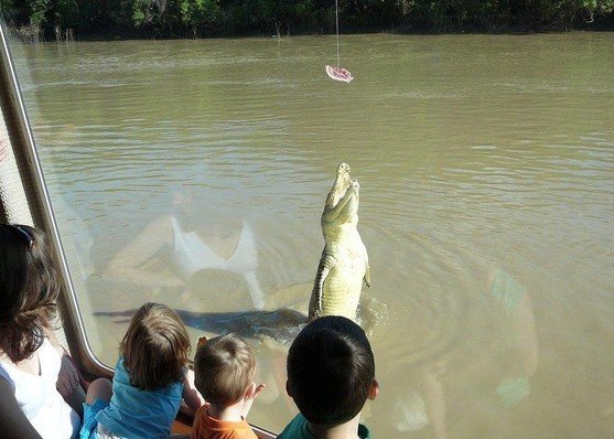 Аттракцион с крокодилами
