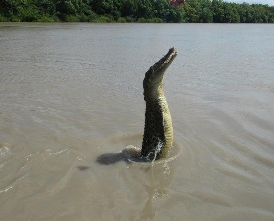 Аттракцион с крокодилами