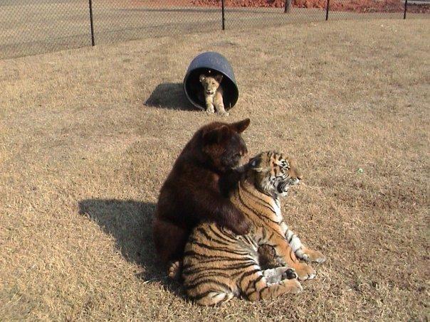 Лев Лео, бенгальский тигр Шер-Хан и медведь Балла - неразлучные друзья