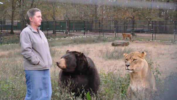 Лев Лео, бенгальский тигр Шер-Хан и медведь Балла - неразлучные друзья