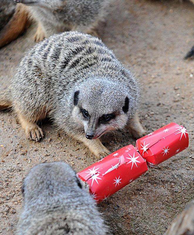 Рождество для животных зоопарка