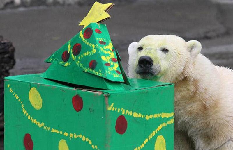 Рождество для животных зоопарка