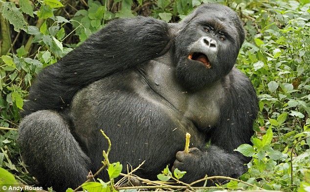 пьяная горилла