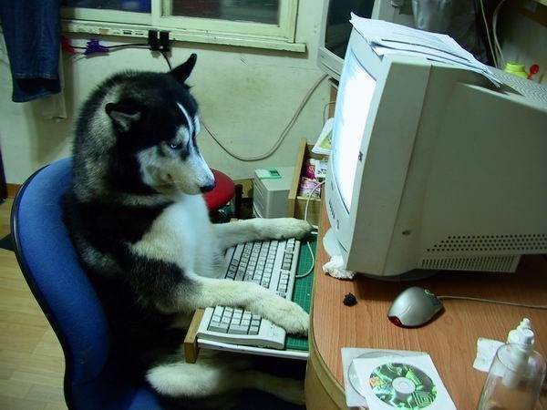 забавные животные, собака лайка за компьютером