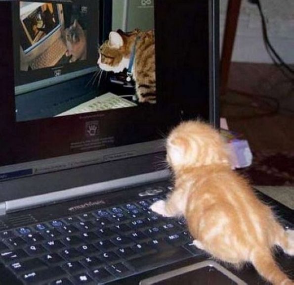 забавные животные, котенок и компьютер