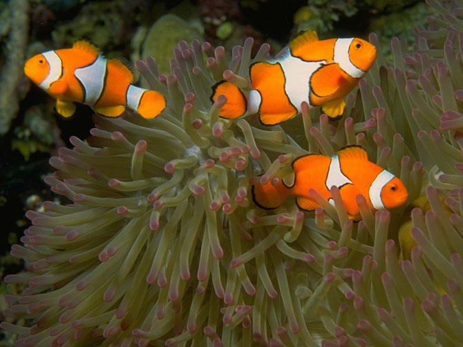 Эти необычные взаимоотношения рыбы-клоуна и морской анемоны называются симбиозом. 