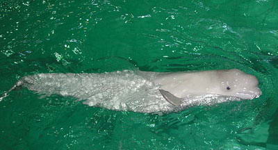 Белуха, Delphinapterus leucas, Beluga