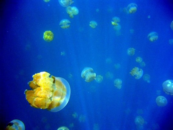 Подводный рай для медуз