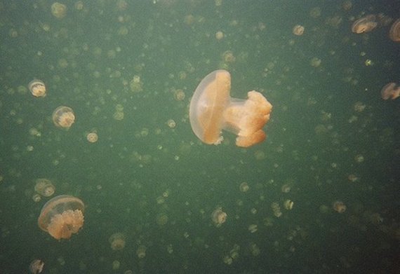 Подводный рай для медуз