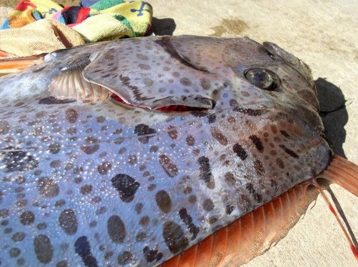 Oarfish (Regalecus glesne) - рыба весло