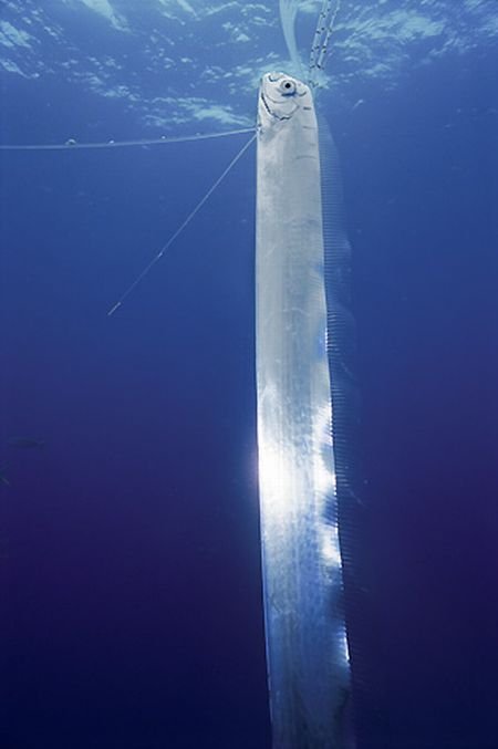 Oarfish также наблюдали плавающим в вертикальном положении. Считается, что это может быть одним из способов, которым oarfish ищет пищу.