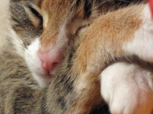 Кошки- чемпионы мира по сну, который занимает около 60 процентов их жизни