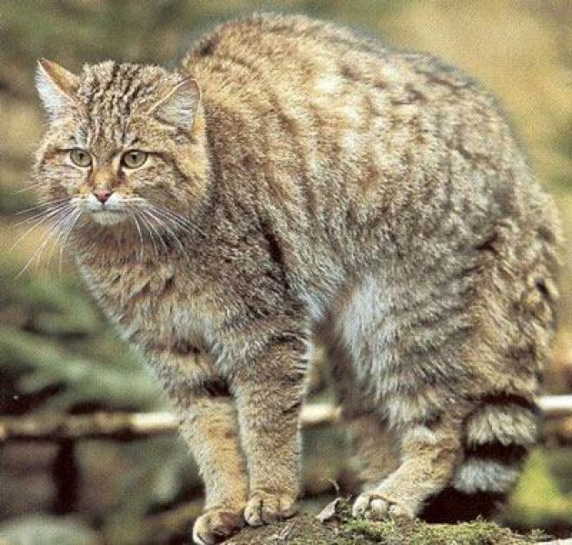 Внешне этот дикий кот (Felis Silvestris) очень похож на обитающих рядом с нами дворовых беспородных кошек так называемой «дикой» окраски, только несколько крупнее