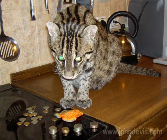 Рыбная азиатская кошка (Felis viverrina)