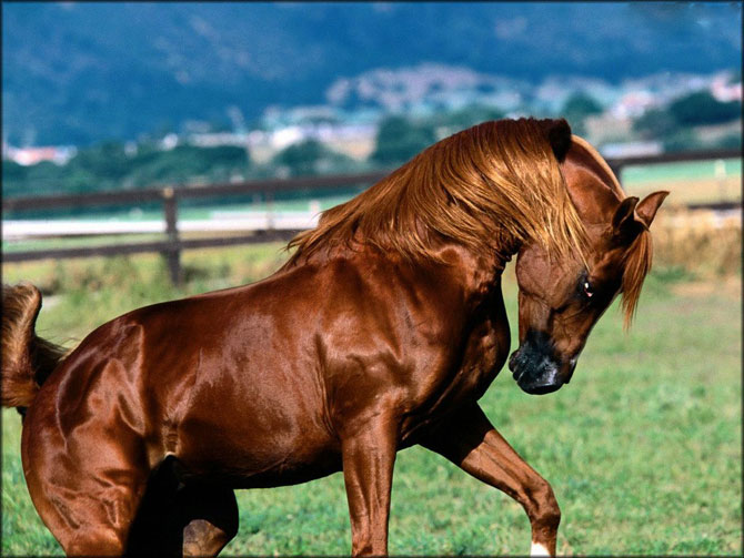 красивые фотографии лошадей