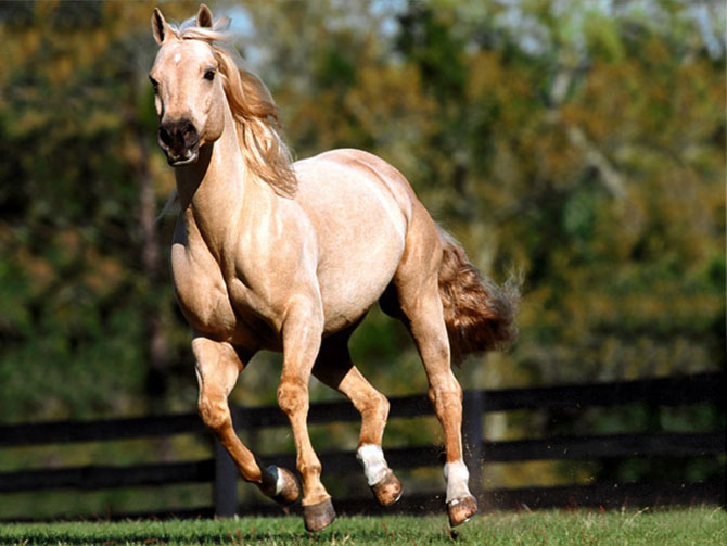 красивые фотографии лошадей