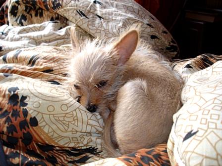 Московский дракон – небольшая собака, с некоторыми особенностями шерстного покрова.