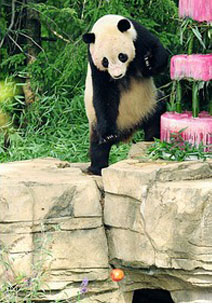 ПандаТай Шань празднует свой четвертый день рождения