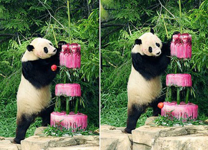 ПандаТай Шань празднует свой четвертый день рождения