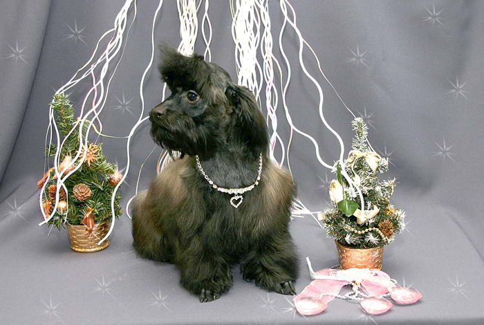 «Петербургская орхидея» имеет статус собаки- компаньона.