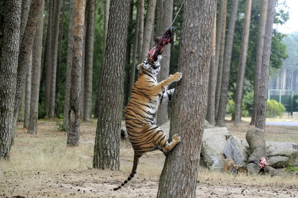 Зоопарк Ходенхаген, Германия в искусственном сафари живут восемь тигров