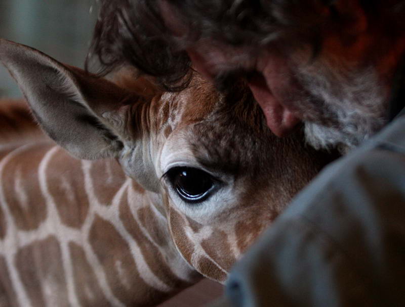Зоопарк в Сан-Франциско, детеныш сетчатого жирафа нюхает Рона Амиота, работника зоопарка.